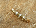 English: An Argyresthia trifasciata imago. Its wings are 4-5 mm long. Français : Un imago d'Argyresthia trifasciata. Ses ailes font 4-5 mm de long.