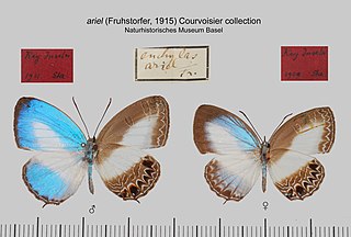 <i>Jamides aruensis</i> Species of butterfly