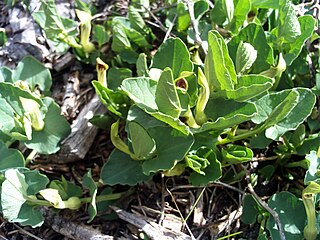 <i>Aristolochia paucinervis</i> Species of plant