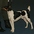 American Rat Terrier, tricolor