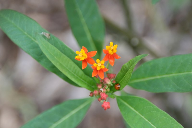 File:Asclepias curassavica 29zz.jpg