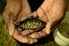 Captured by local fisherman at Pariej water tank (Anand District) Asian leafish.jpg