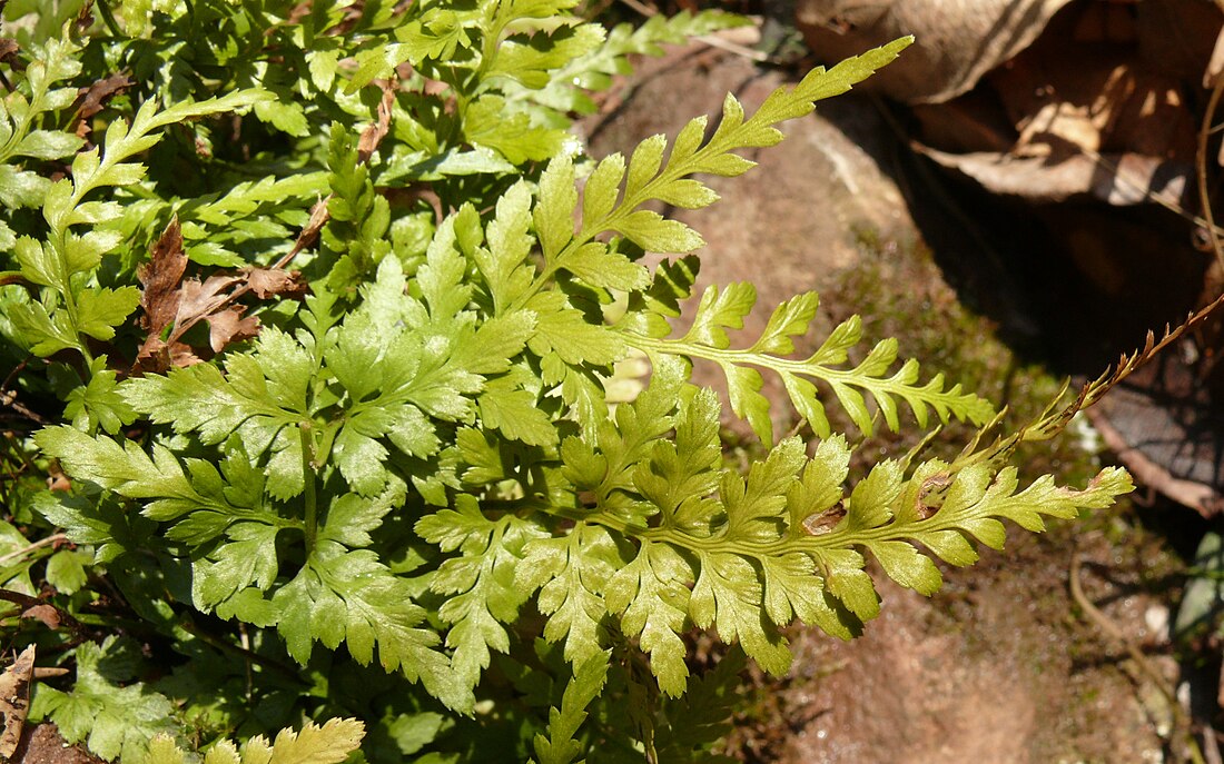 Falzia negra