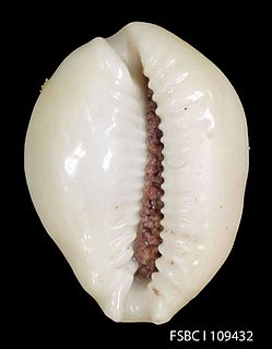 <i>Naria acicularis</i> species of mollusc