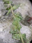 Atriplex glabriuscula cayeux-sur-mer 80 17092006 2.JPG