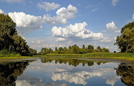 Backwaters of the Dnieper River near Kiev. Ukraine