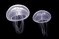 Wuchowa meduza (de:Ohrenqualle, en:Aurelia aurita, fr:Aurelia aurita, Aurelia aurita)
