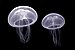 Aurelia aurita (Cnidaria) Luc Viatour.jpg