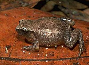 Beschrijving van de afbeelding Austrochaperina robusta 02.jpg.