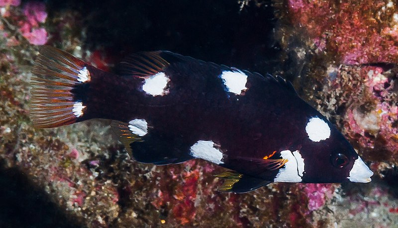 File:Axilspot Hogfish, juvenile - Bodianus axillaris.jpg
