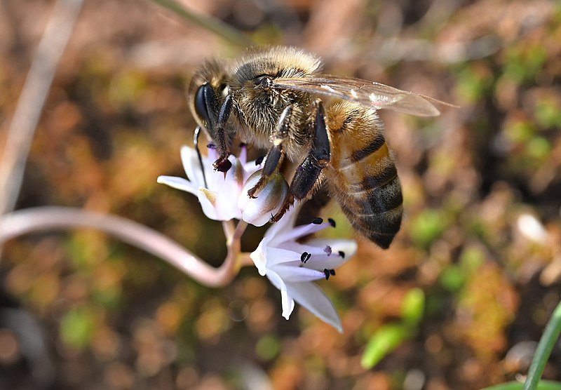 File:BEE POLLINATING.jpg