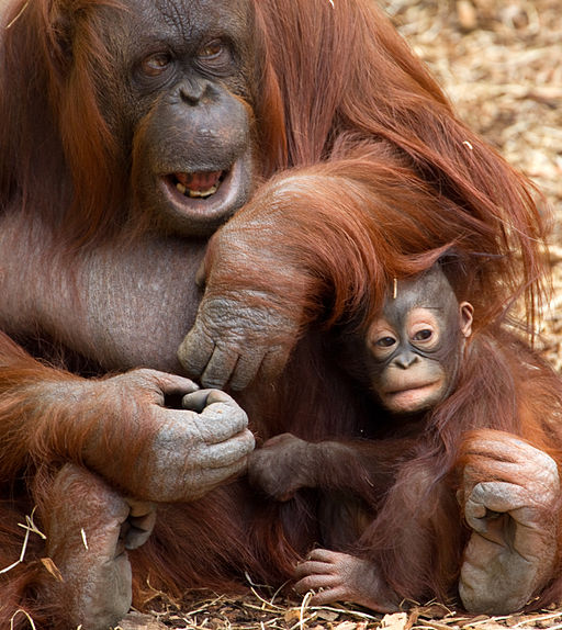 Baby Orangutan (7109466297)