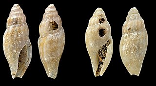 <i>Bactrocythara</i> Genus of gastropods