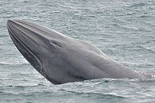 Brydes whale breaching in Baia de Castelhanos, north of Sao Paulo, Brazil Baleia de Bryde.jpg