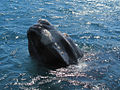 Whales Swimming