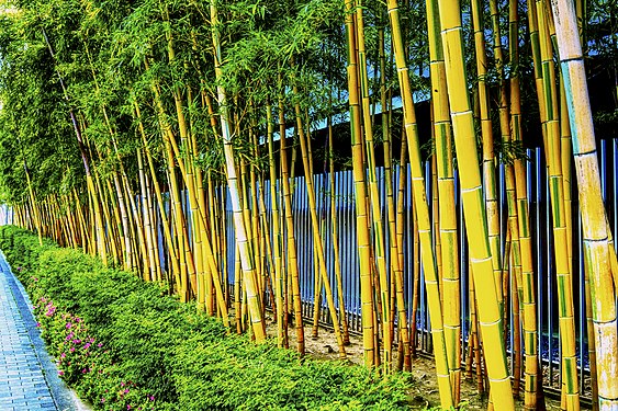 Bamboo row.jpg