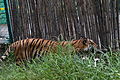 Bannerghata National Park - Tiger Safari
