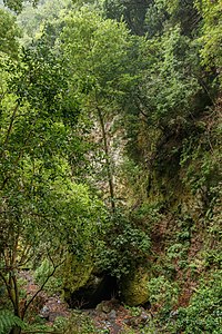 Laurel forest Barranco del Agua La Palma