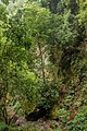 * Nomination Laurel forest of Los Tilos, Barranco del Agua, La Palma --Llez 02:57, 4 May 2019 (UTC) * Promotion  Support Good quality.--Agnes Monkelbaan 04:48, 4 May 2019 (UTC)