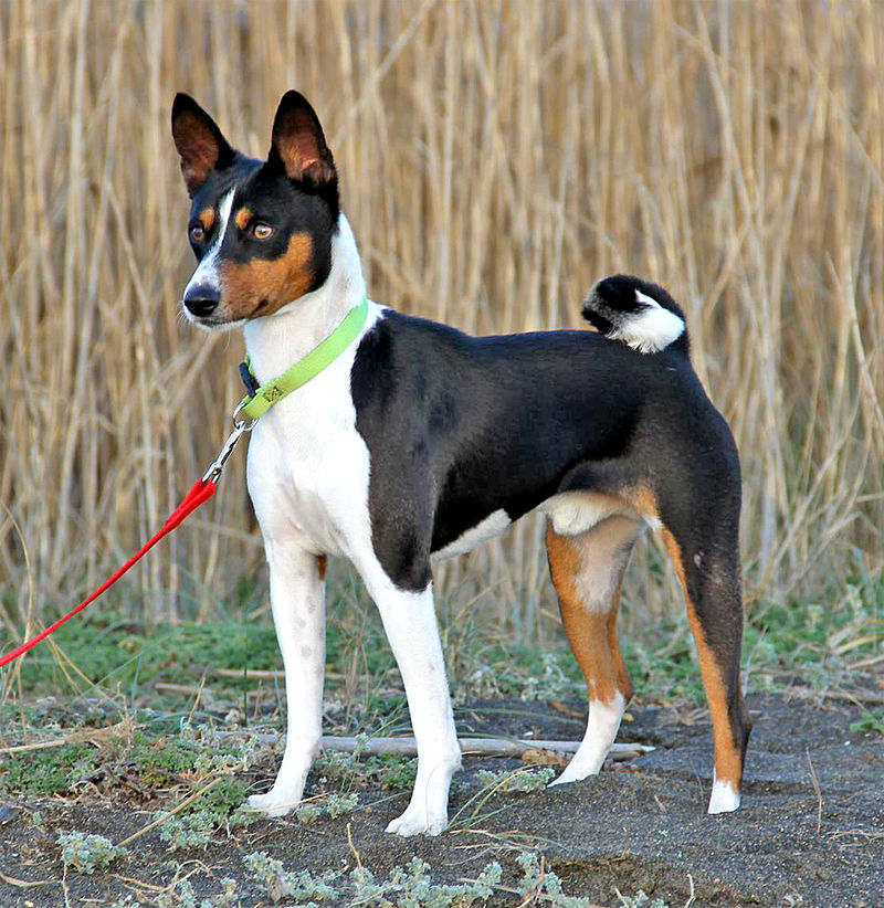 Basenji hot sale rat terrier