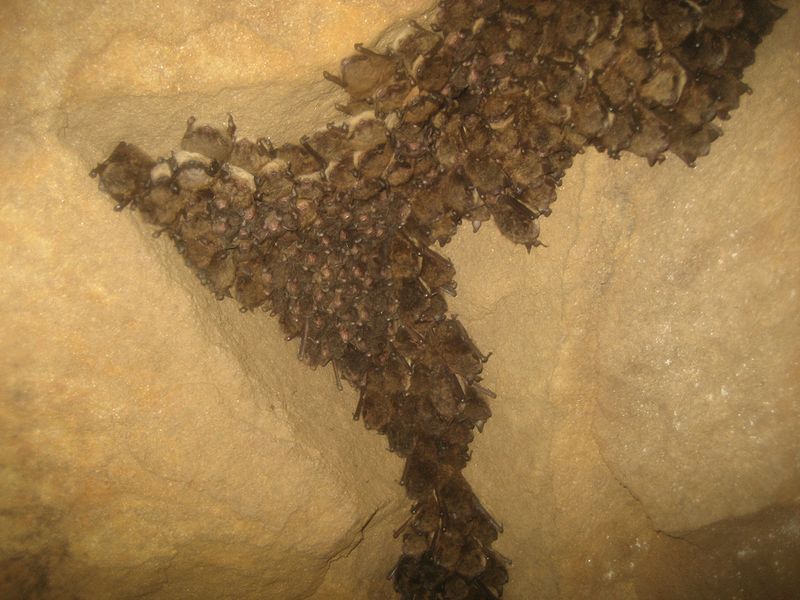 File:Bat survey in Ohio - 03-18-2011 (5571228611).jpg