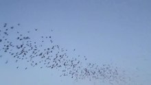 Bestand: Vleermuizen tijdens de vlucht in de schemering in Texas.webm