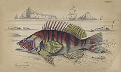 Drawing of a "Lettered Serramus" from The natural history of fishes of the perch family - The Naturalist's Library, 1835 Bazziluzzo-Serranus scriba.jpg