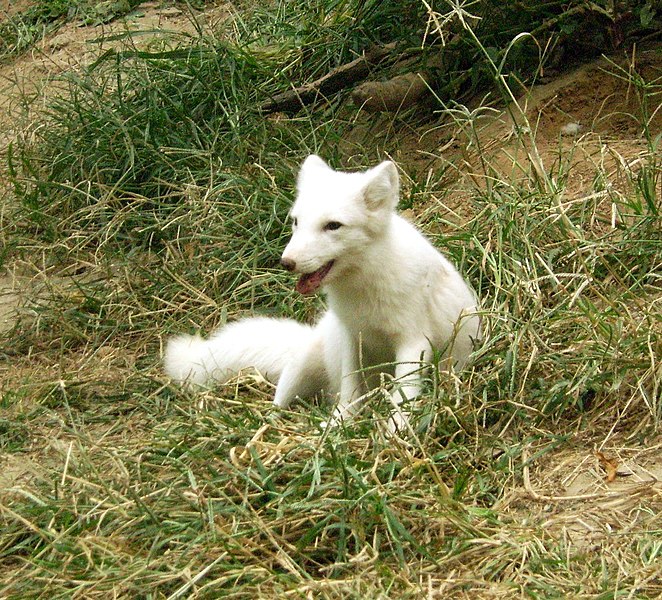 File:Beijingzoo white fox.jpg