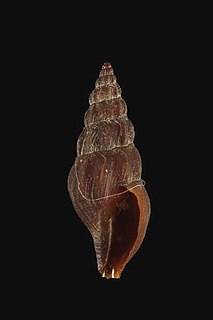 <i>Bela fuscata</i> Species of gastropod