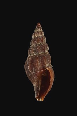 Bela fuscata