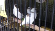 ملف:Bengalese finches in a cage - aug 2012.ogv