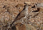 Thumbnail for Benguela long-billed lark