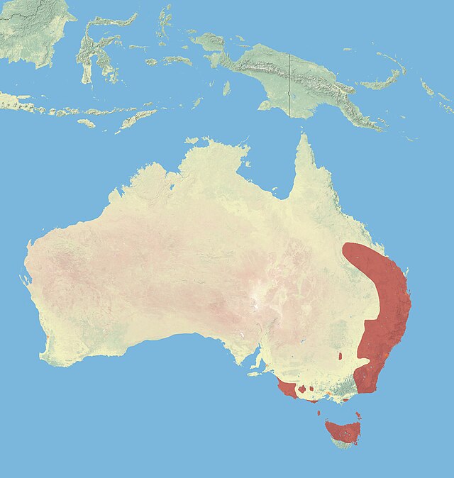 Distribuição do Macropus rufogriseus