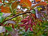 Zuurbes (Berberis vulgaris)