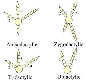 鳥類の体の構造 Wikiwand