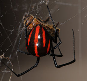 Descrierea imaginii BlackWidow.jpg.