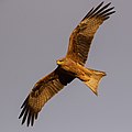 Black Kite, Tibooburra, New South Wales, Australia