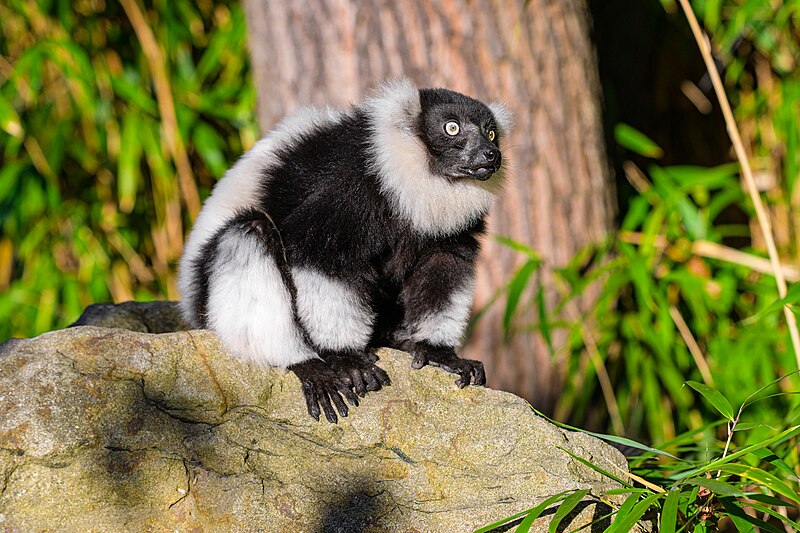 File:Black and white ruffed lemur - 52673278036.jpg