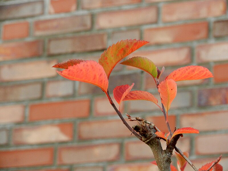 File:Blaetter vor Wand.jpg