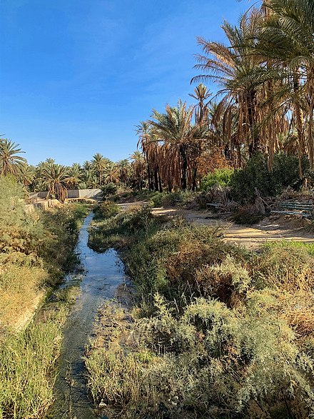 Djerid Oasis, Tunisia
