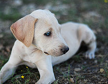 state dog of texas blue lacy