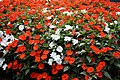 * Nomination A large number of orange and white flowers. --PantheraLeo1359531 17:34, 8 July 2019 (UTC) * Promotion I think that are so called "Busy Lizzie" (Impatiens walleriana). Is it right? QI -- Spurzem 20:52, 8 July 2019 (UTC)