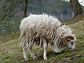 Moutons d'Ouessant 6