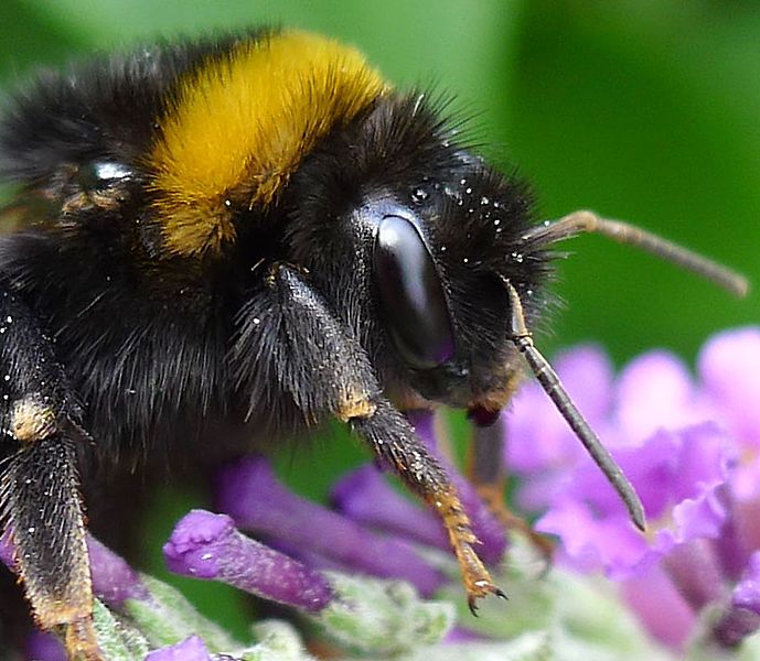 File:Bombus terrestris - Flickr - gailhampshire (4).jpg