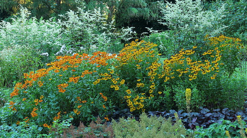 File:Border met Helenium en Artemisia lactiflora.JPG