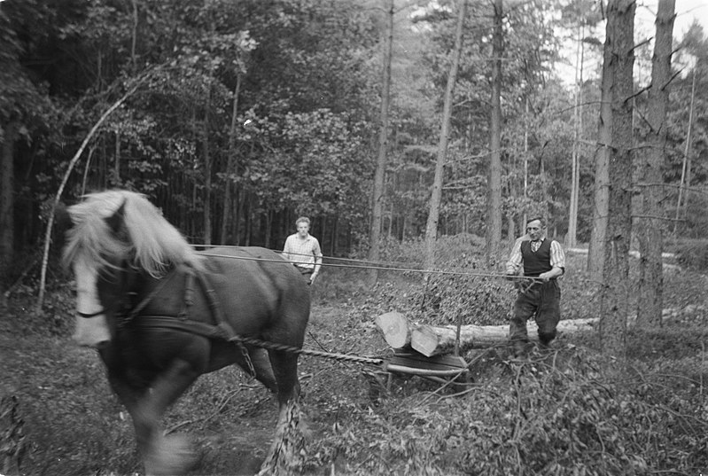 File:Bosbewerking, arbeiders, dieren, boomstammen, vervoeren, paarden, Bestanddeelnr 251-9596.jpg