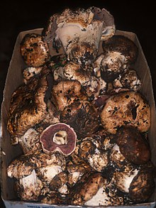 קופסה של Agaricus lilaceps.jpg