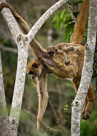 <span class="mw-page-title-main">Northern muriqui</span> Species of New World monkey