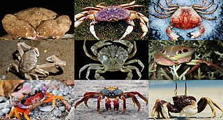 <span class="mw-page-title-main">Crab</span> Infraorder of decapod crustaceans
