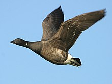 Brent goose of the dark-bellied race B. b. bernicla, a winter visitor mainly to the Burry Inlet Branta bernicla flying(ThKraft).jpg